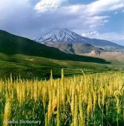 استپ جنگلی رشته کوه البرز